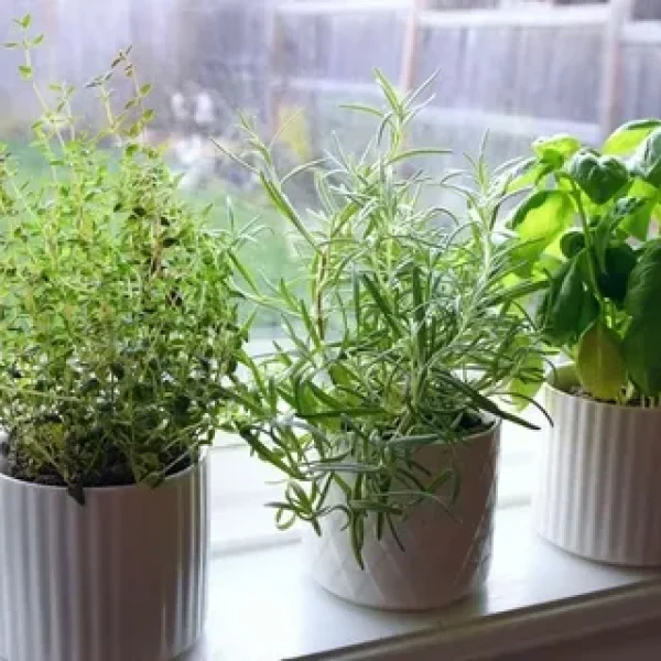 How to Start a Home Herb Garden (Even in Small Spaces) How to Start a Home Herb Garden (Even in Small Spaces)